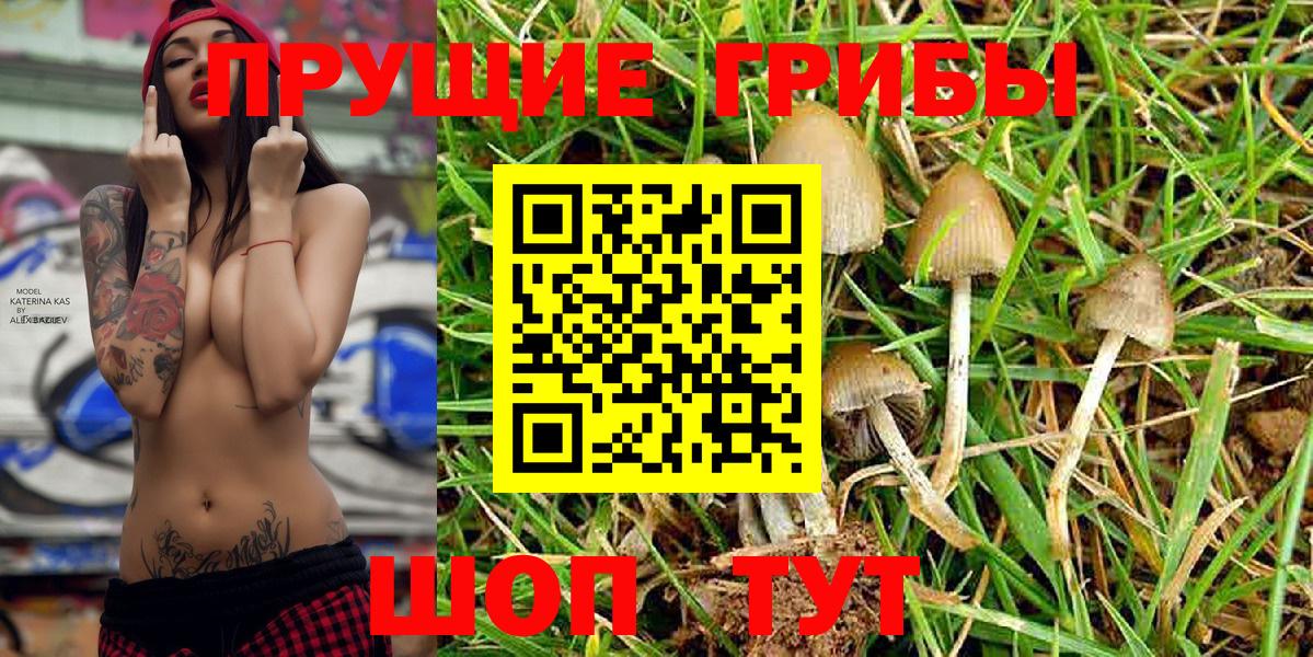 Псилоцибиновые грибы Cubensis Канаш